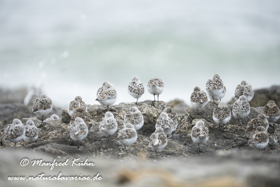 Sanderling ()_0072