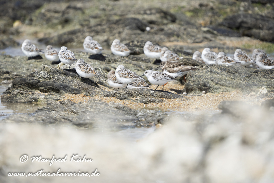 Sanderling ()_0076