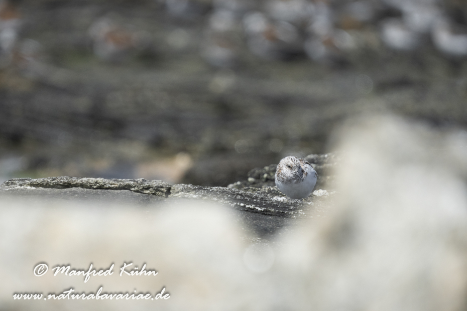 Sanderling ()_0077