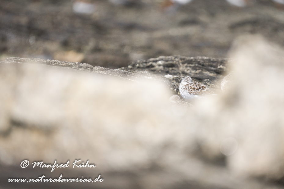 Sanderling ()_0078