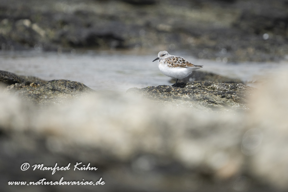 Sanderling ()_0079
