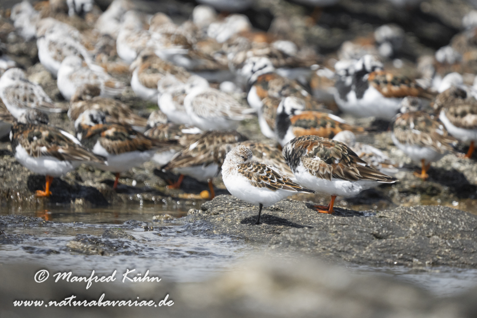 Sanderling ()_0082