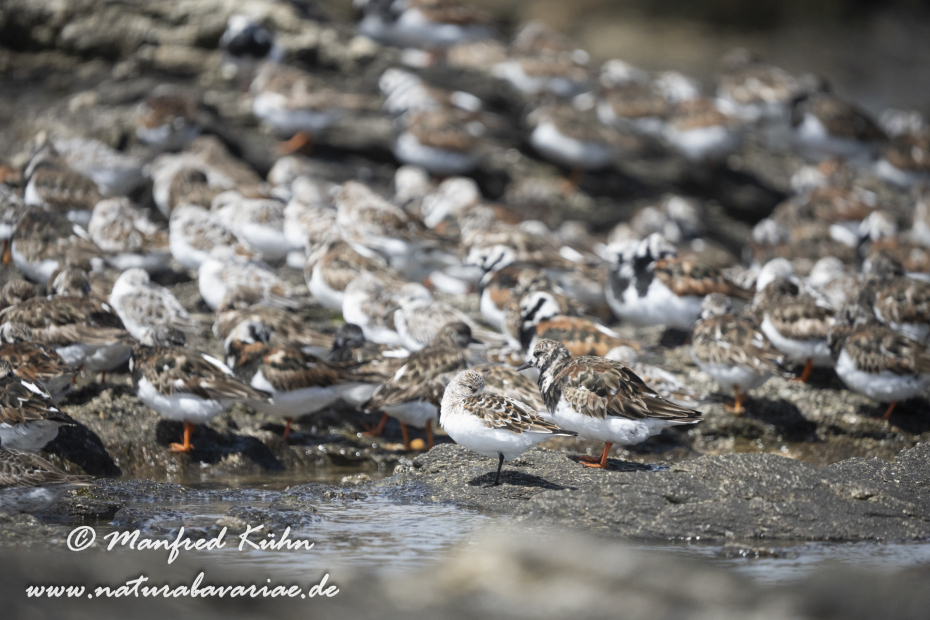 Sanderling ()_0084
