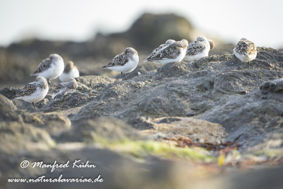 Sanderling ()_0098