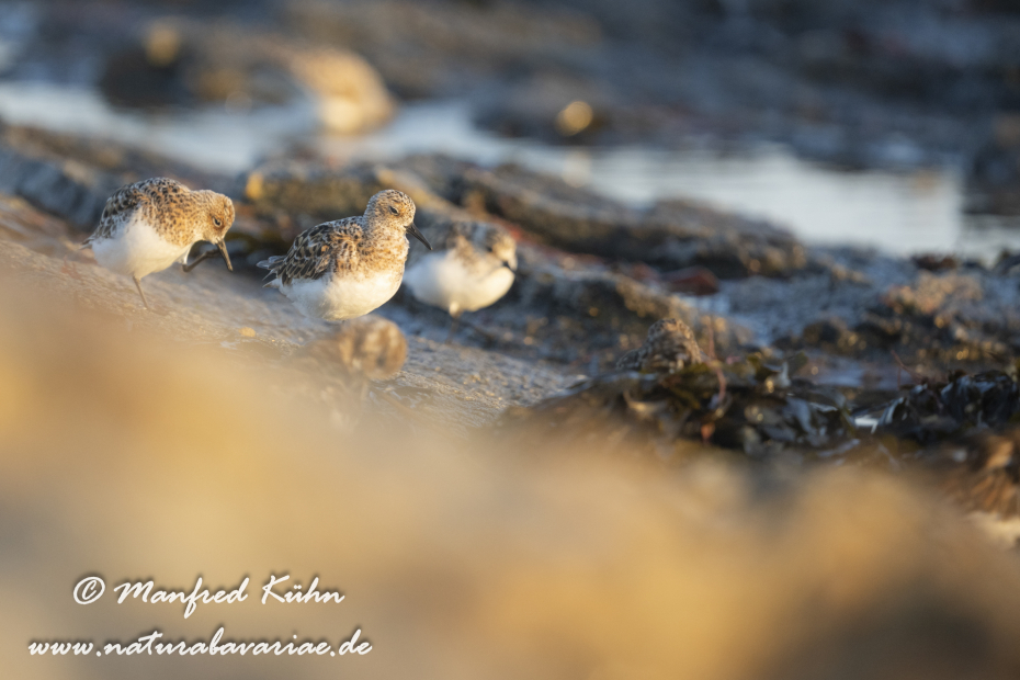 Sanderling ()_0099