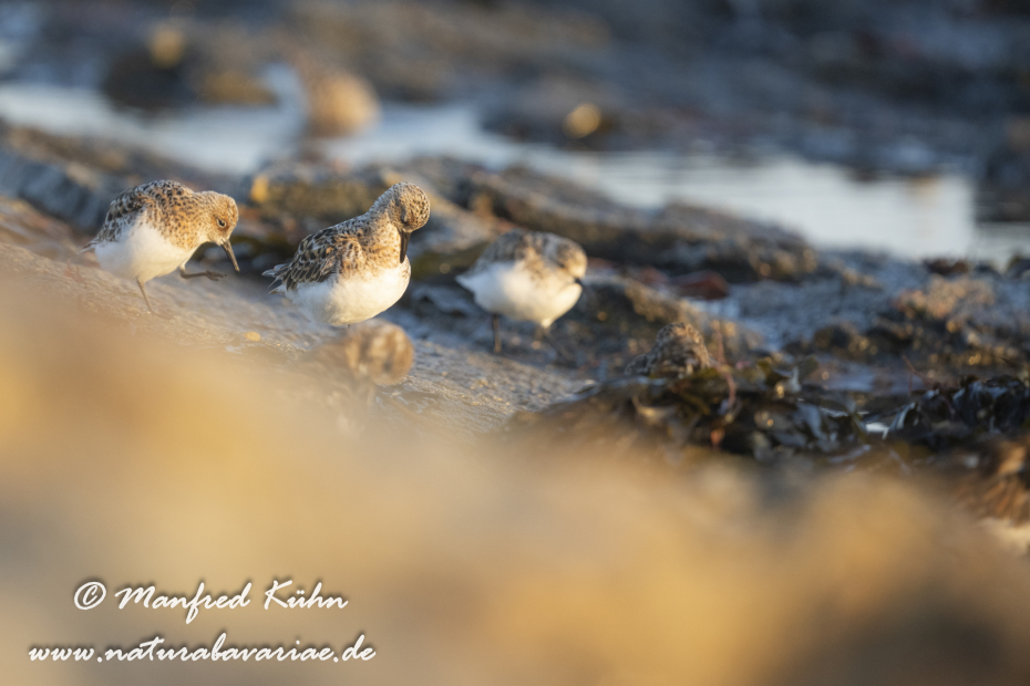 Sanderling ()_0101