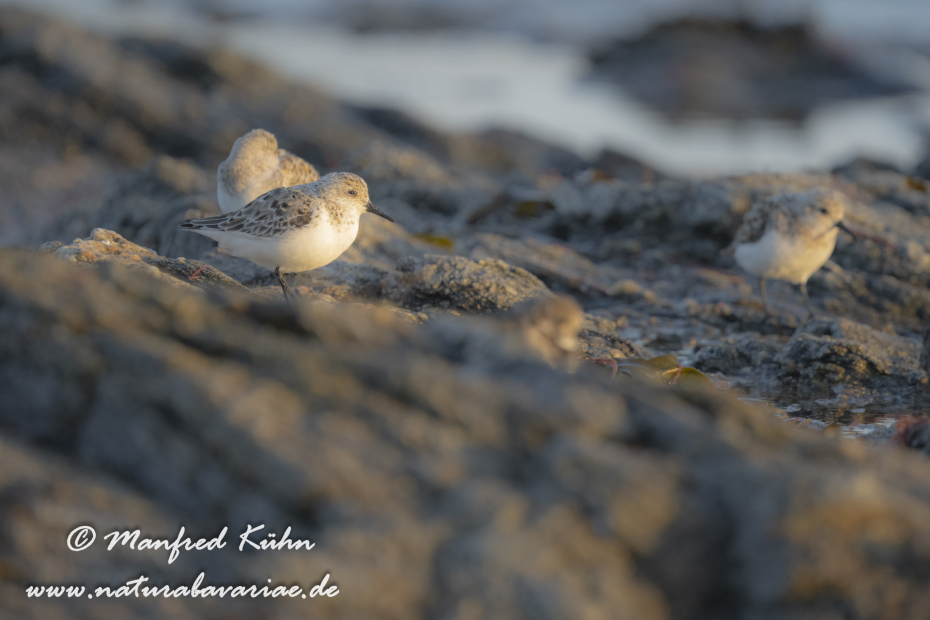 Sanderling ()_0102