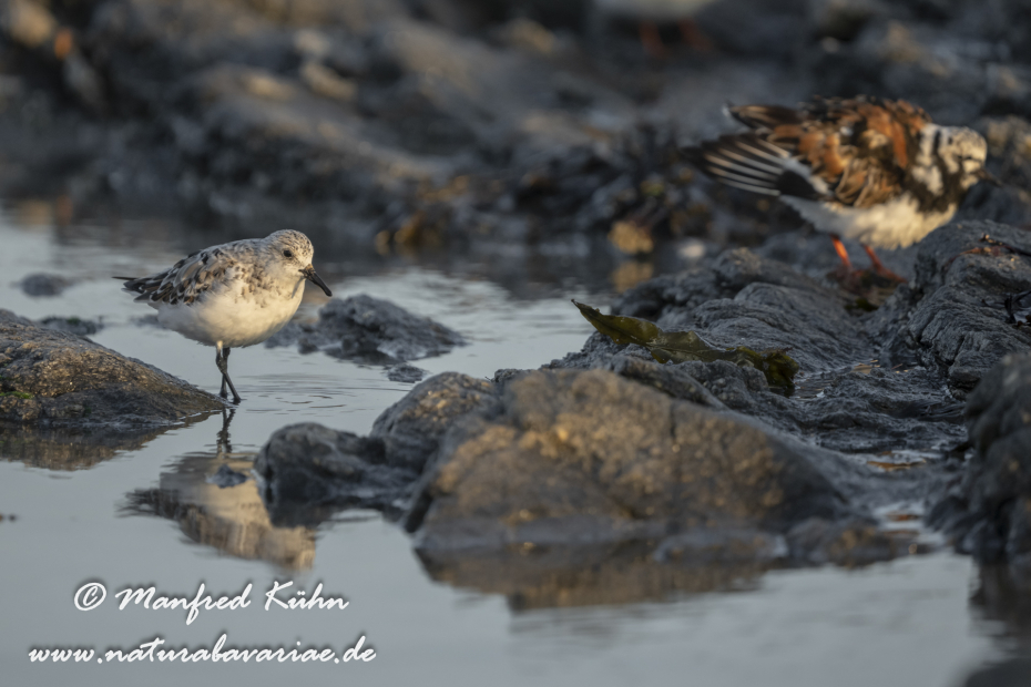 Sanderling ()_0104