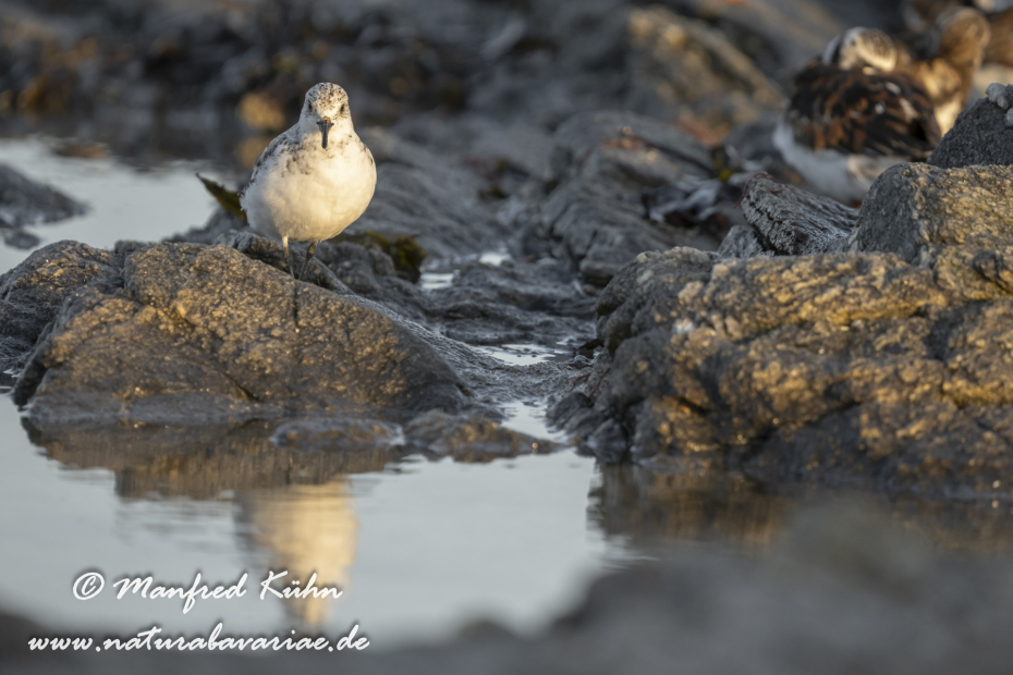 Sanderling ()_0109