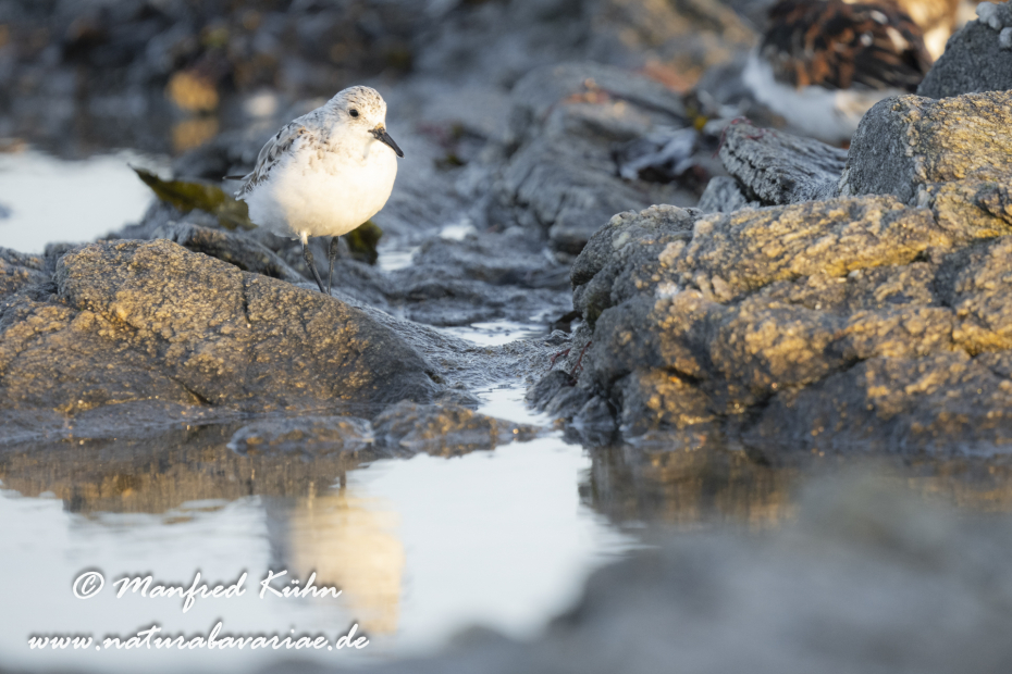 Sanderling ()_0112