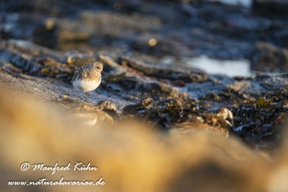 Sanderling ()_0125