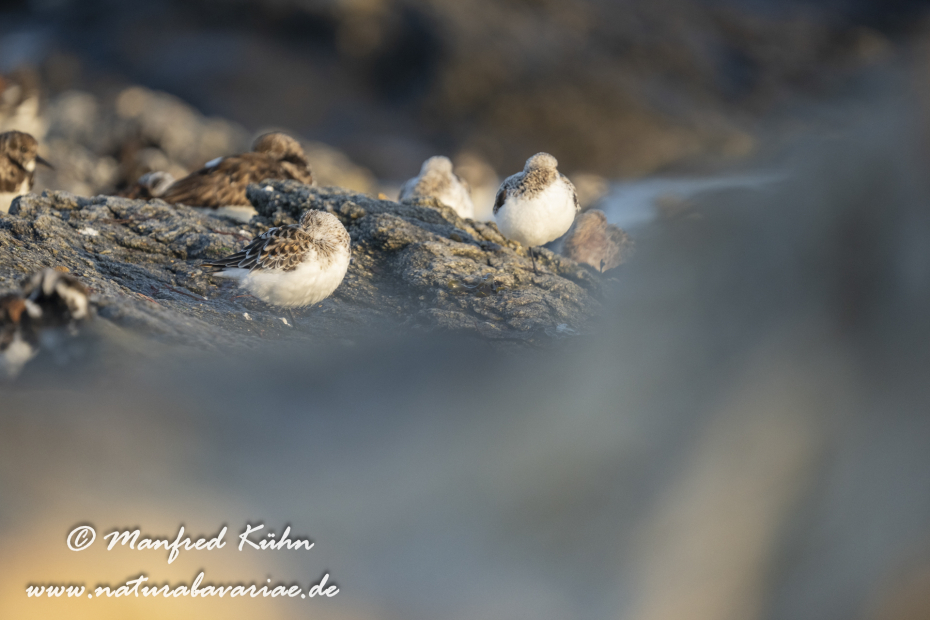 Sanderling ()_0132