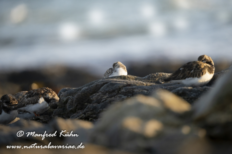 Sanderling ()_0134