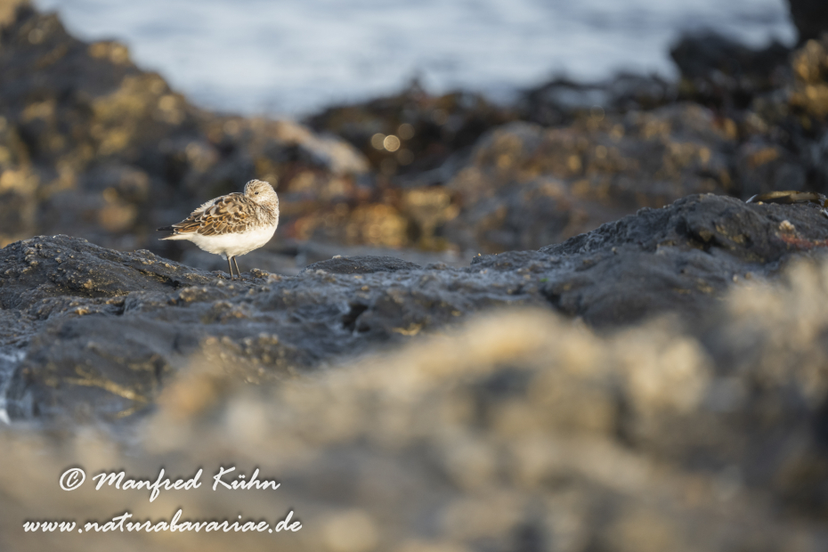 Sanderling ()_0135