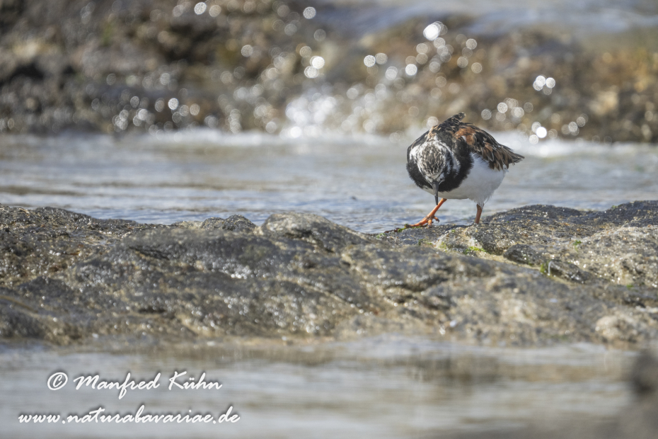 Steinwälzer ()_0233