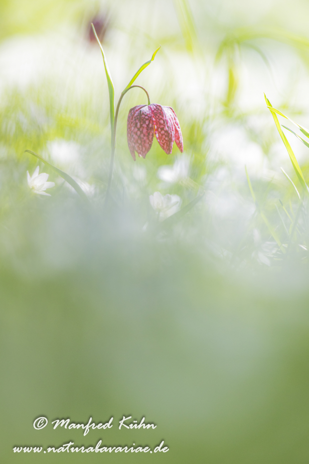 Schachblume ()_0006
