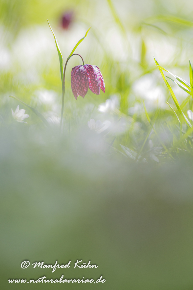 Schachblume ()_0007