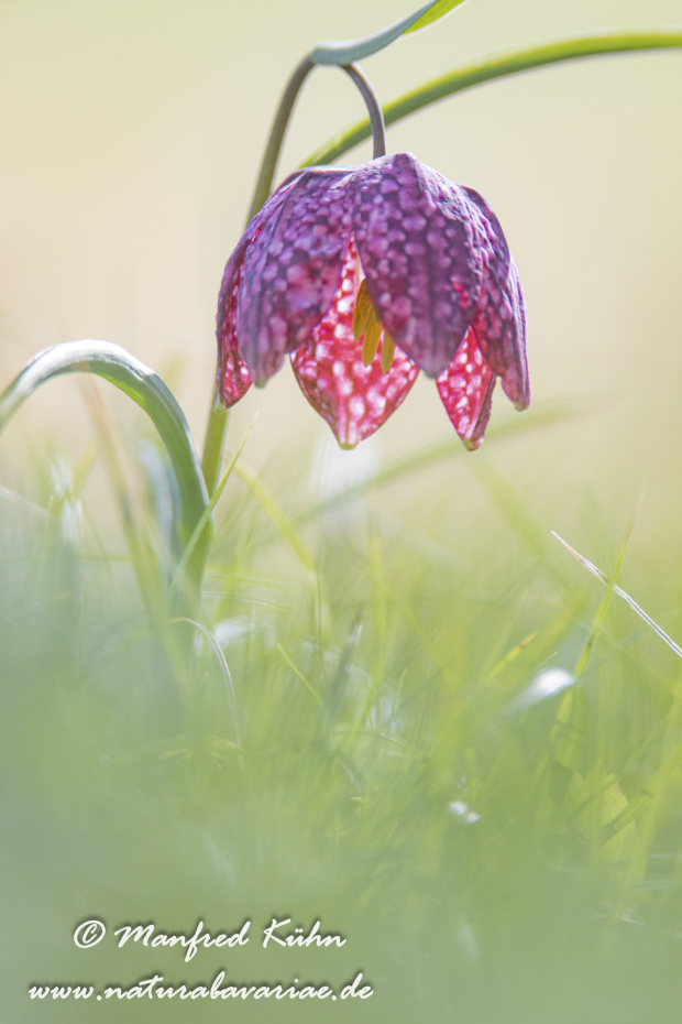 Schachblume ()_0023