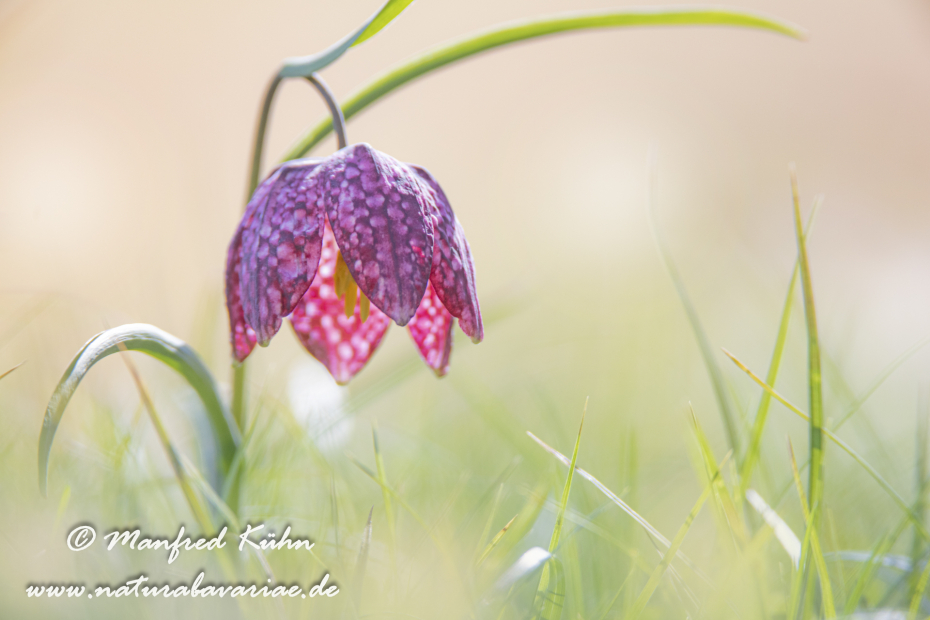 Schachblume ()_0025