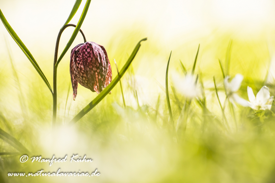 Schachblume ()_0047