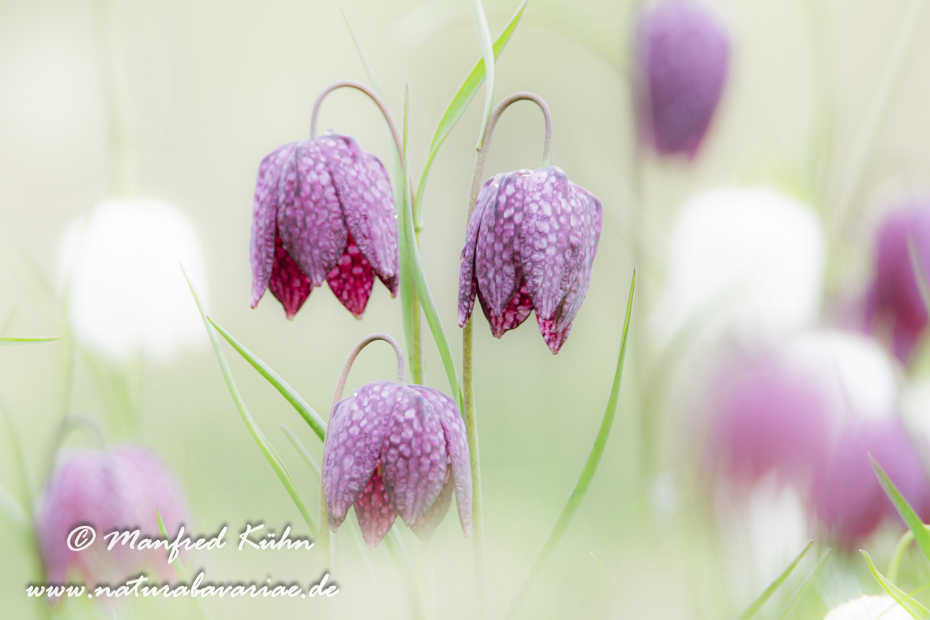 Schachblume ()_0075