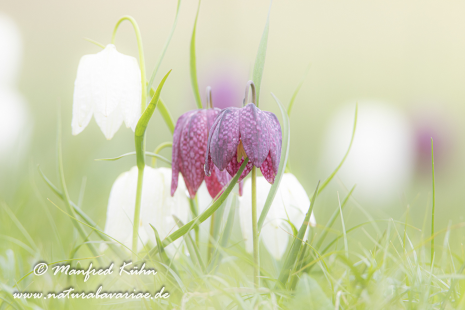 Schachblume ()_0077