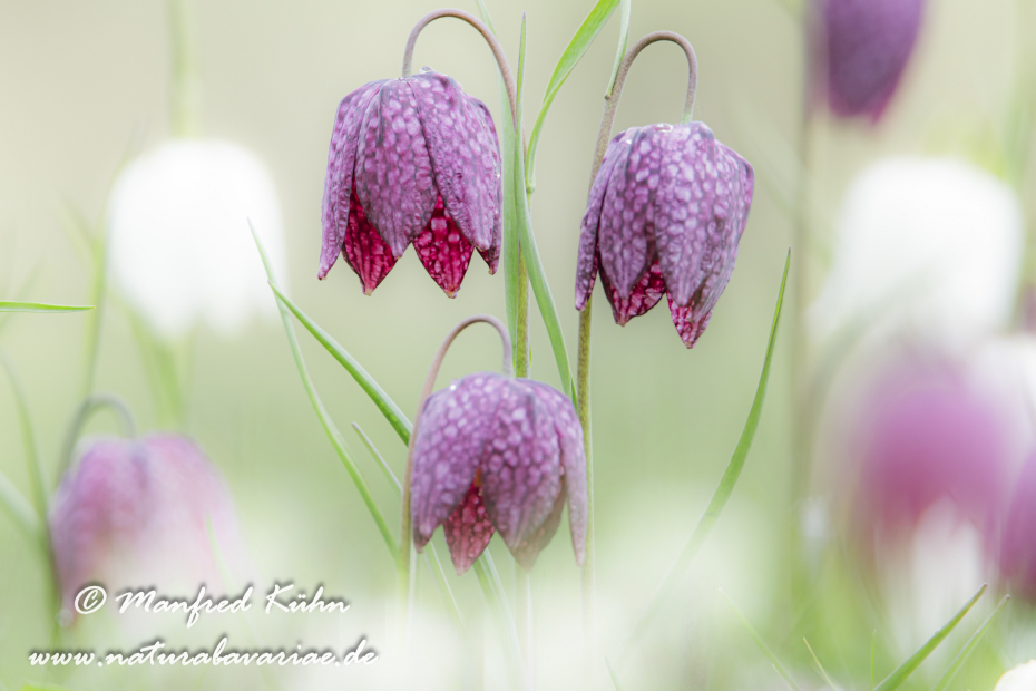 Schachblume ()_0078