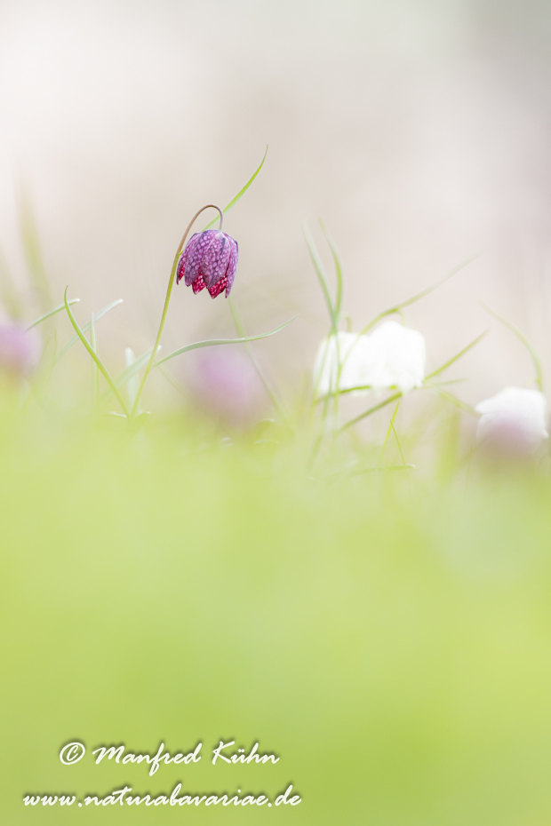 Schachblume ()_0103