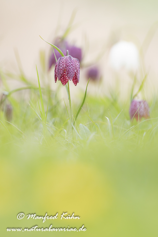 Schachblume ()_0107