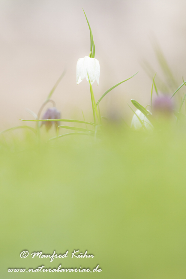 Schachblume ()_0109