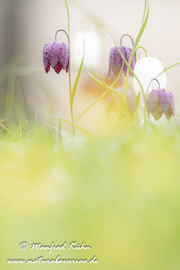 Schachblume ()_0111