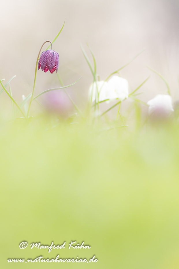 Schachblume ()_0113