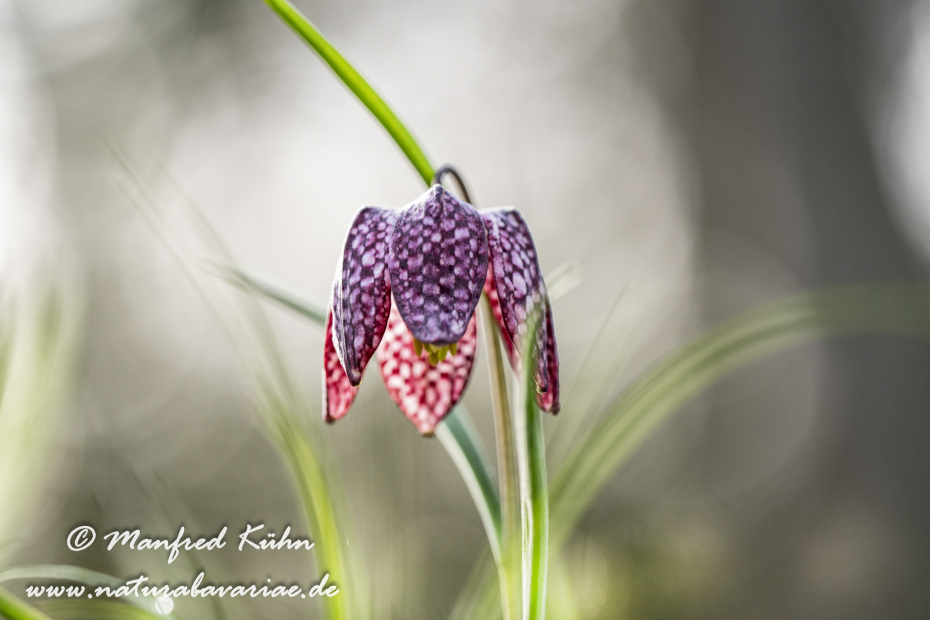 Schachblume ()_0126