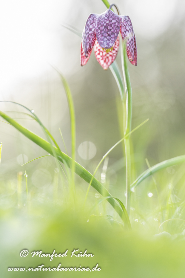 Schachblume ()_0137