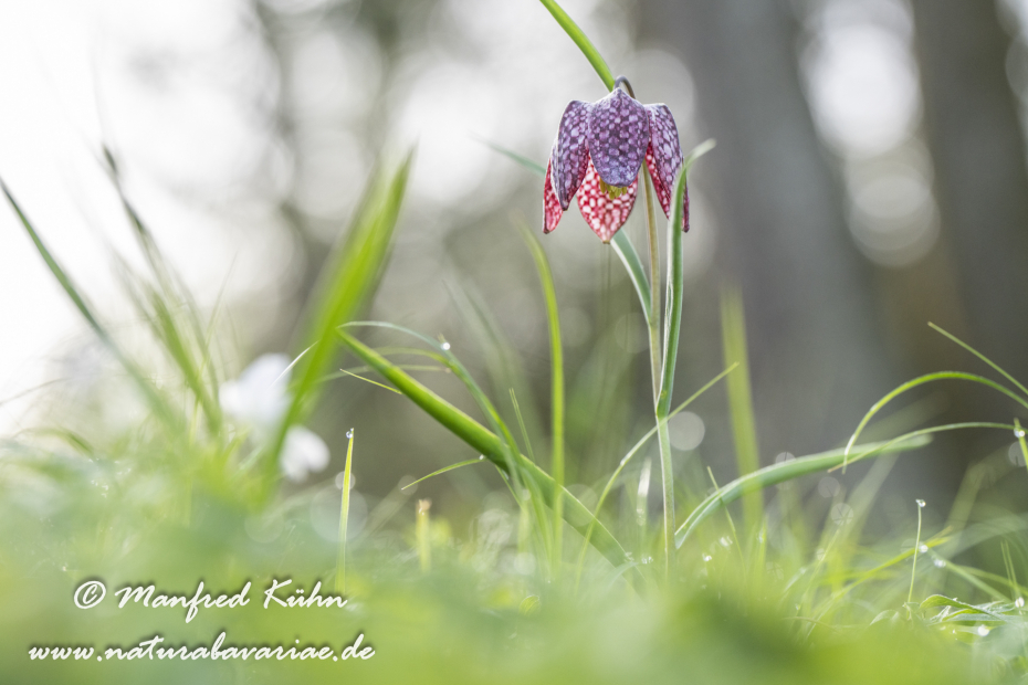 Schachblume ()_0140