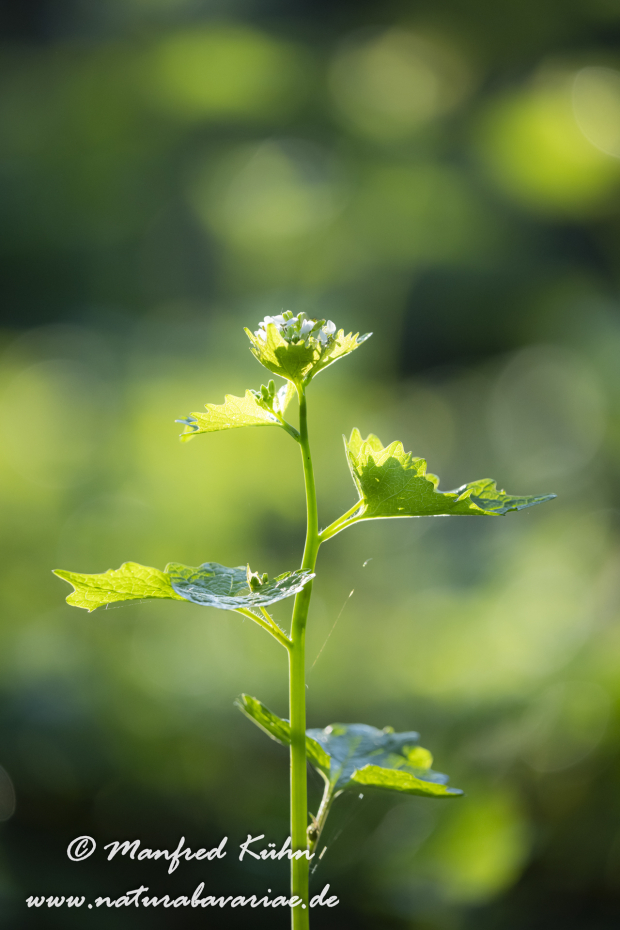 Knoblauchsrauke ()_0039