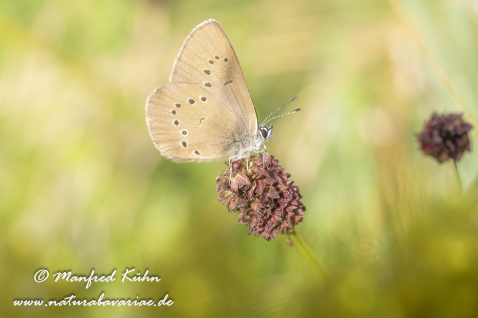 Ameisenbläuling (Dunkler Wiesenknopf-)_0030