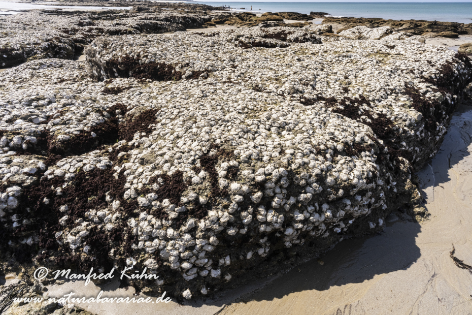 Bretagne (Frankreich)_0465