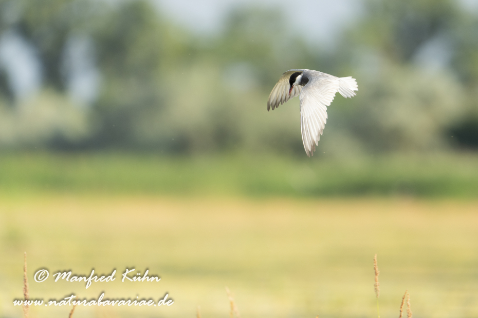 Seeschwalbe (Weissbart-)_0120