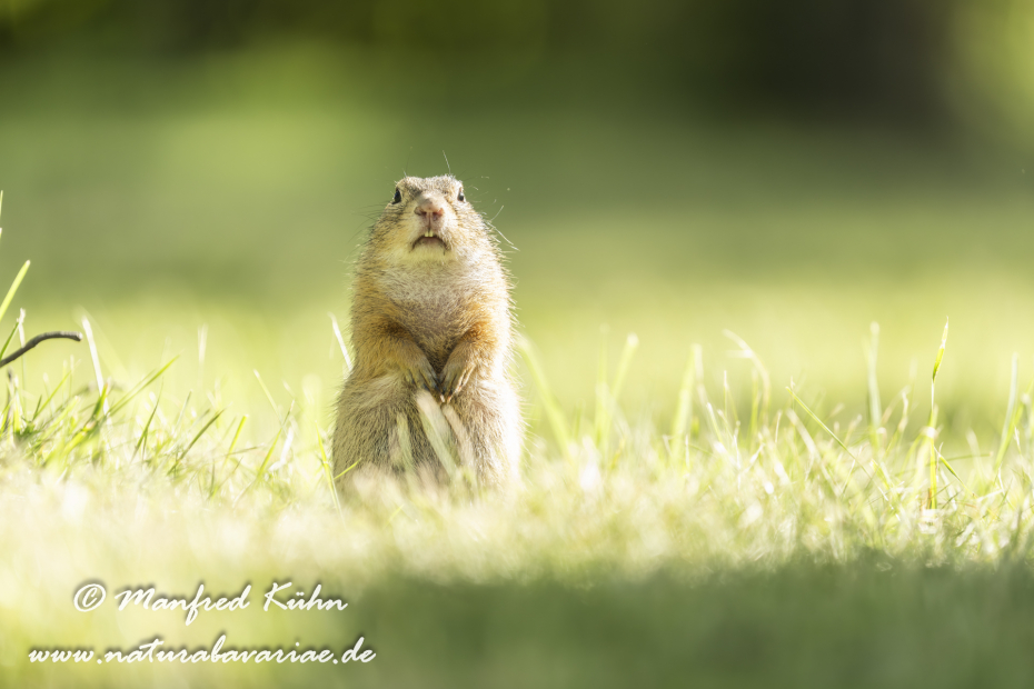Ziesel ()_0077