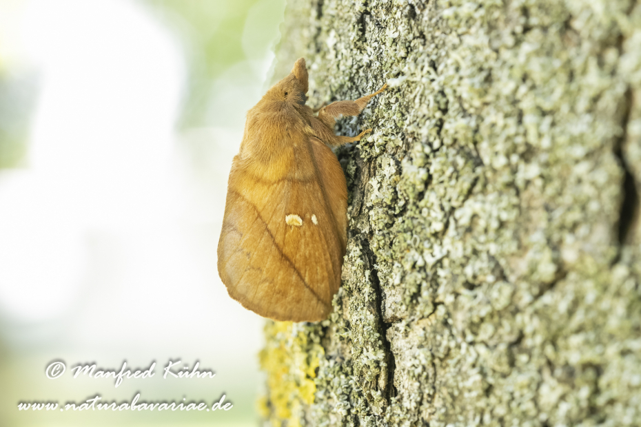 Grasglucke ()_0006