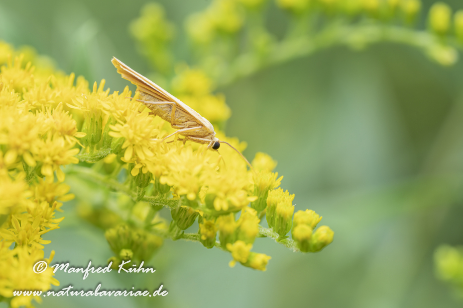 Fleckenbärchen (Ockergelbes)_0004