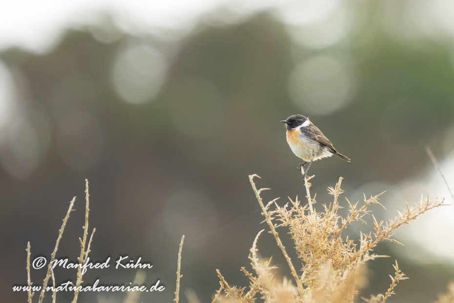Schwarzkehlchen ()_0086