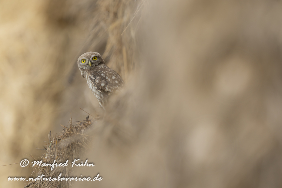 Steinkauz ()_0060