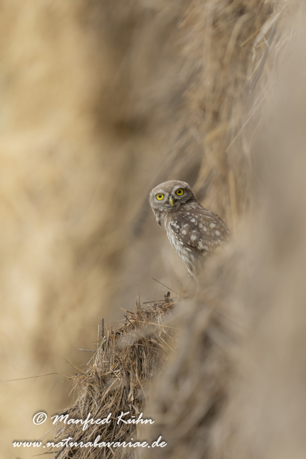 Steinkauz ()_0063