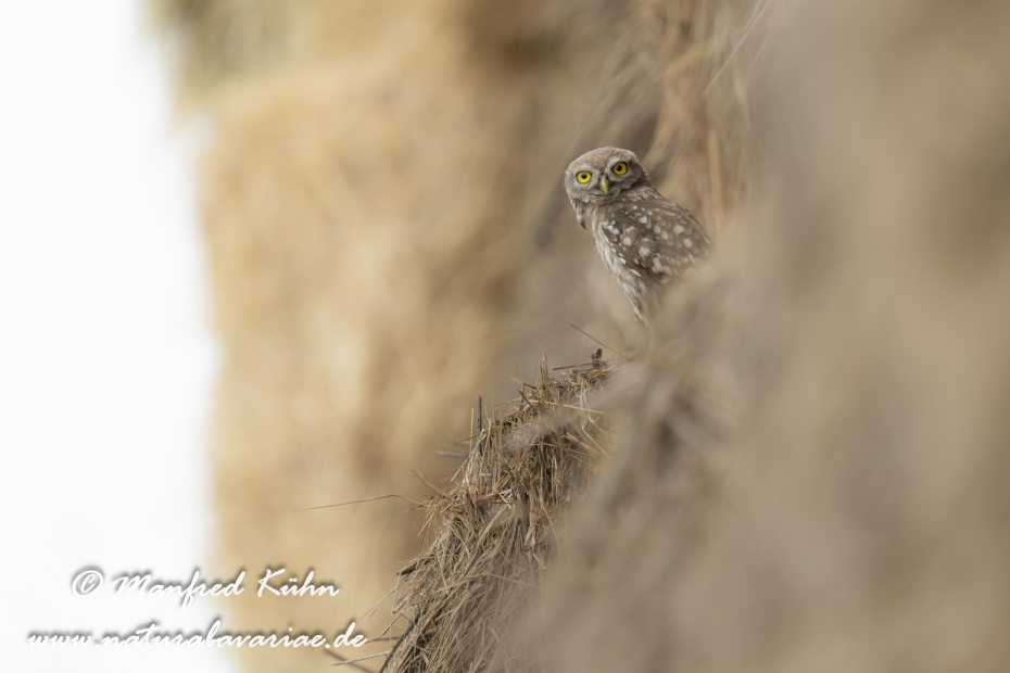 Steinkauz ()_0065