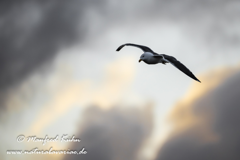 Mantelmöwe ()_0104