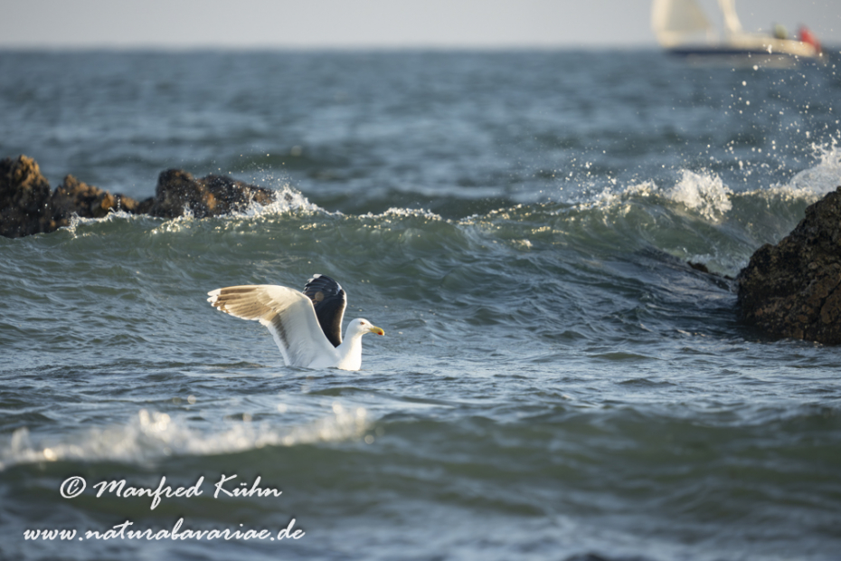 Mantelmöwe ()_0111