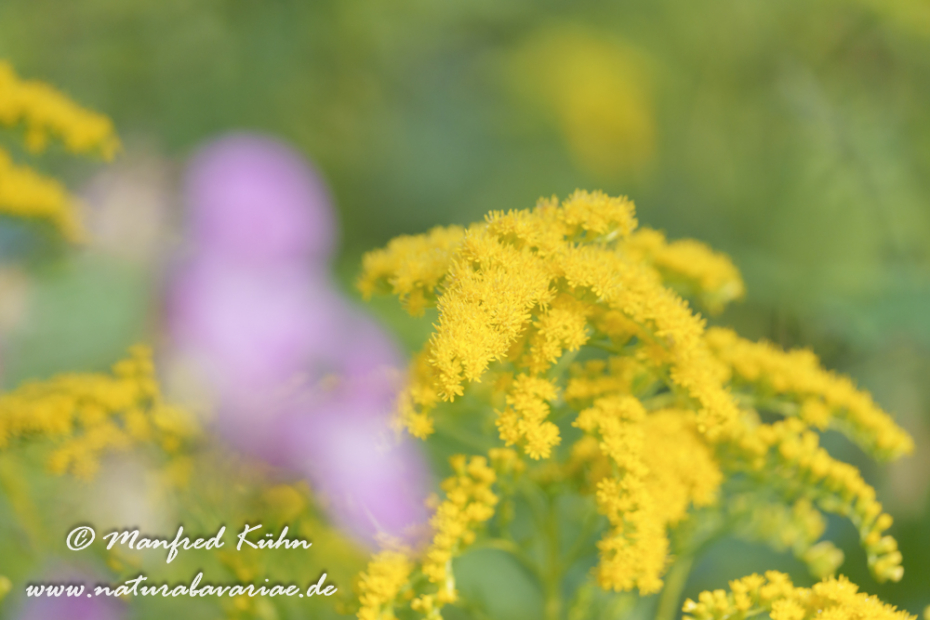 Goldrute (Riesen-)_0022