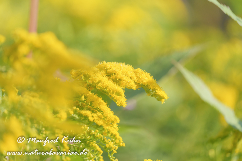 Goldrute (Riesen-)_0023